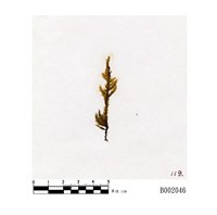 藏品(匐枝青苔)的圖片